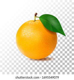 Illustration orange fruit on transparent