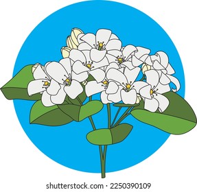Illustration of Orange Jasmine or China Box flower with leaf on blue circle background. (Scientific name Murraya paniculata) 