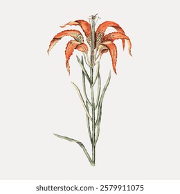 Illustration of an orange lily with detailed petals and slender green stem. Botanical art showcasing lily's orange petals and green stem. Elegant lily design. Vintage flower illustration, vector.