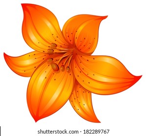 Illustration of an orange lily flower on a white background