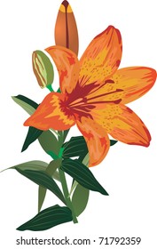 illustration with orange lily flower on white background
