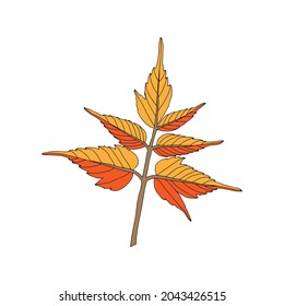 An Illustration of an orange maple leaf isolated on a white background