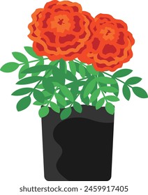 Illustration of orange and red marigold seedlings