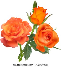 illustration with orange roses isolated on white background