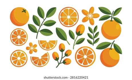 Illustration of orange slices whole oranges orange blossoms and green leaves on white background