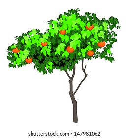 illustration of an orange tree isolated on white