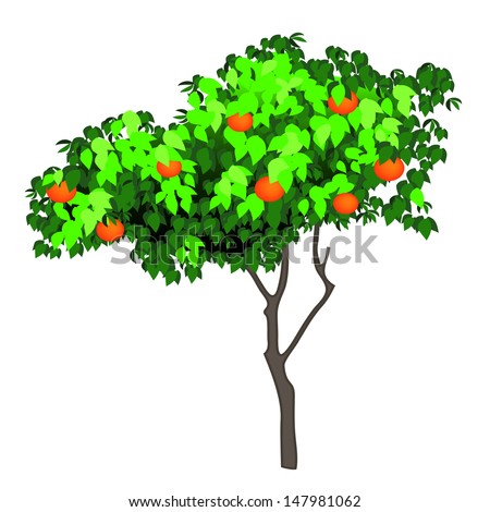 illustration of an orange tree isolated on white