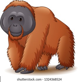 Illustration of orangutan isolated on white background