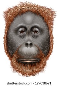 Illustration of an orangutan on a white background