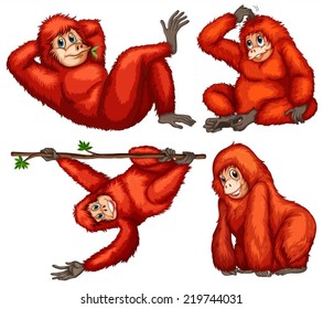 Illustration of orangutans with different poses