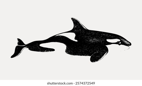 Illustration of an orca, also known as a killer whale. The orca is depicted in black and white, showcasing its distinctive markings. Orca illustration in profile. Vintage illustration vector.