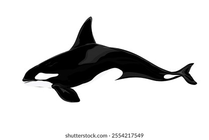 illustration of orca whale image without background