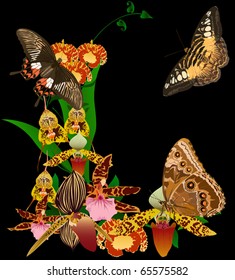 illustration with orchid flowers and butterflies