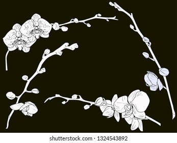 illustration with orchid flowers sketch isolated on black background