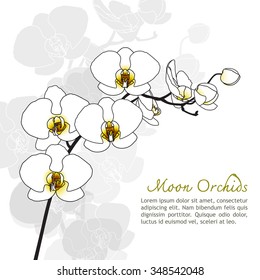 Illustration of orchid outline vector