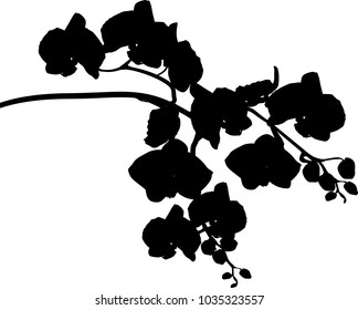 illustration with orchid silhouette isolated on white background