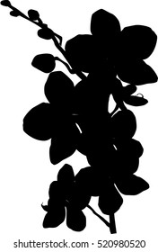 illustration with orchid silhouette isolated on white background