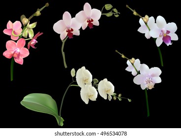 illustration with orchids branches collection isolated on black background