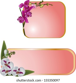 ilustración con orquídeas en marco sobre fondo blanco