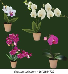 ilustração com orquídeas em potes isolados no fundo verde