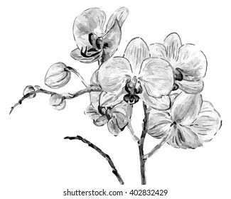 Illustration of orchids in shades of gray. Imitation of watercolor
