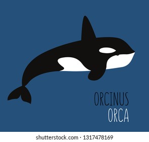 Illustration of the Orcinus orca