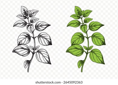 illustration of an Oregano sprig in outline style. Outline sketch of Basil for menu. Engraving of kitchen herb painted by black inks. Isolated on transparent background.
