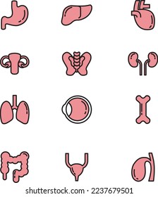 The illustration of organ icon