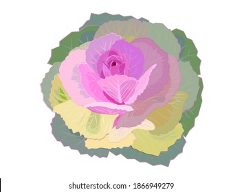 Illustration of ornamental kale. Japanese new year flower.