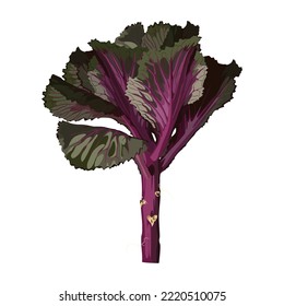Illustration of ornamental kale. Japanese new year flower. Fresh purple cabbage, cauliflower, chinese cabbage.  Isolated elements on white background. Summer, autumn harvest.