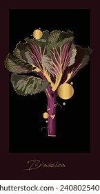 Illustration of ornamental kale. Japanese new year flower. Fresh purple cabbage, cauliflower, chinese cabbage.  Isolated elements on white background. Poster with golden line.