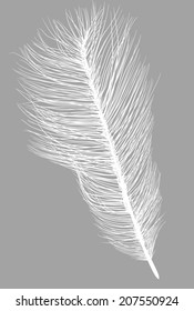 illustration with ostrich feather silhouette isolated on grey background