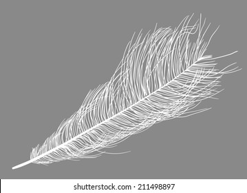 illustration with ostrich feather silhouette isolated on grey background