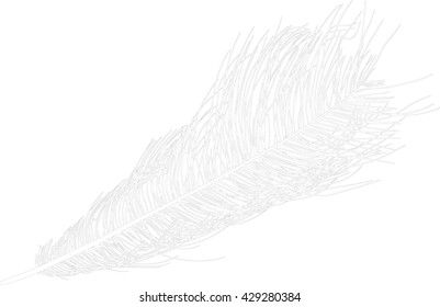 illustration with ostrich feather silhouette isolated on white background