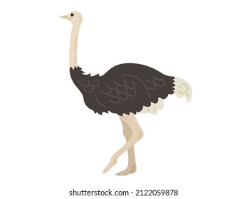An illustration of an ostrich seen from the side.