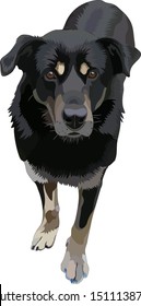 Illustration of outbred dog. Vector, EPS10