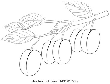 Illustration of the outline of a branch with plums
