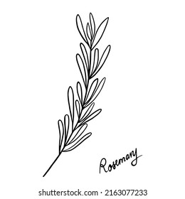 Illustration outline of rosemary in black ink isolated