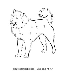 Illustration, outline. Thai bangkaew dog silhouette. sitting position from behind
