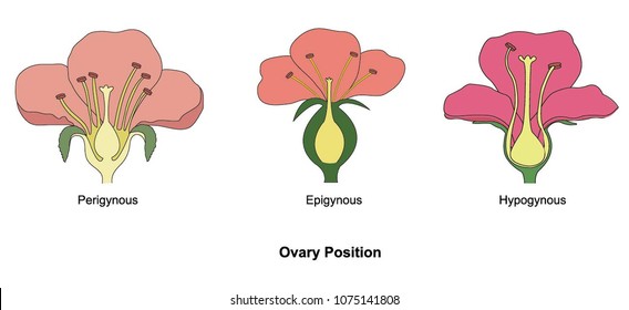 Illustration of Ovary Position