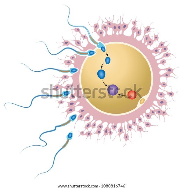 Illustration Ovum That Fertilized By Sperm Stock Vector Royalty Free 1080816746 