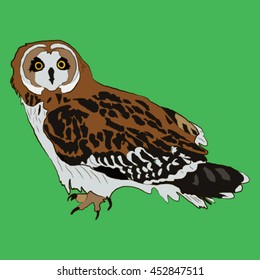 Illustration owl
