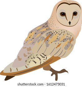 Illustration of owl, with white background vector