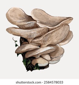 Illustration of oyster mushrooms with layered caps and gills. The oyster mushrooms are beige and brown, growing in clusters with green leaves at the base. Vintage art illustration, vector.