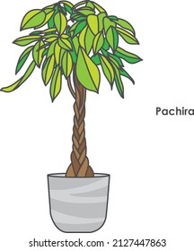 Illustration of pachira twist of foliage plant