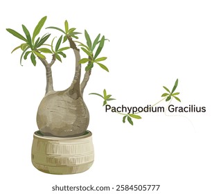 
Illustration of Pachypodium in a pot, Pachypodium gracilis, Bizarre plant, Plant