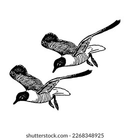 an illustration of a pair of birds having fun.