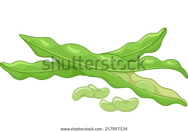 Illustration Pair Lima Beans Seeds Popping Stock Vector Royalty Free 257897534