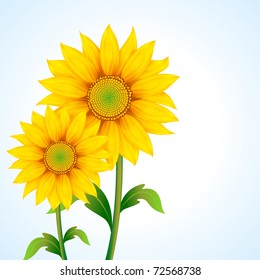 illustration of pair of sunflower on abstract background