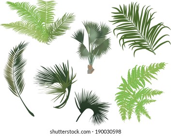 illustration with palm and fern leaves isolated on white background